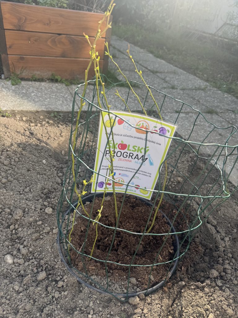 Výsadba čučoriedkového kríčka